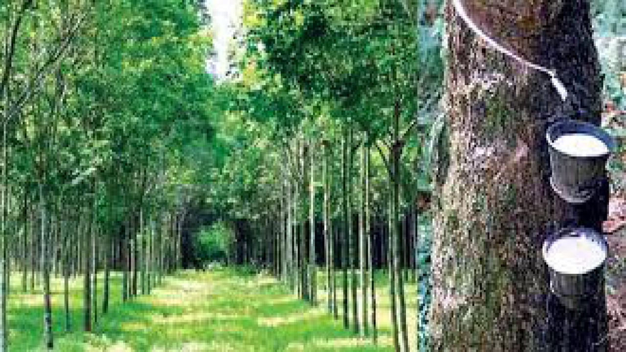গাছের কষে জীবিকা, পাহাড়জুড়ে অর্থনীতির নতুন সম্ভাবনা