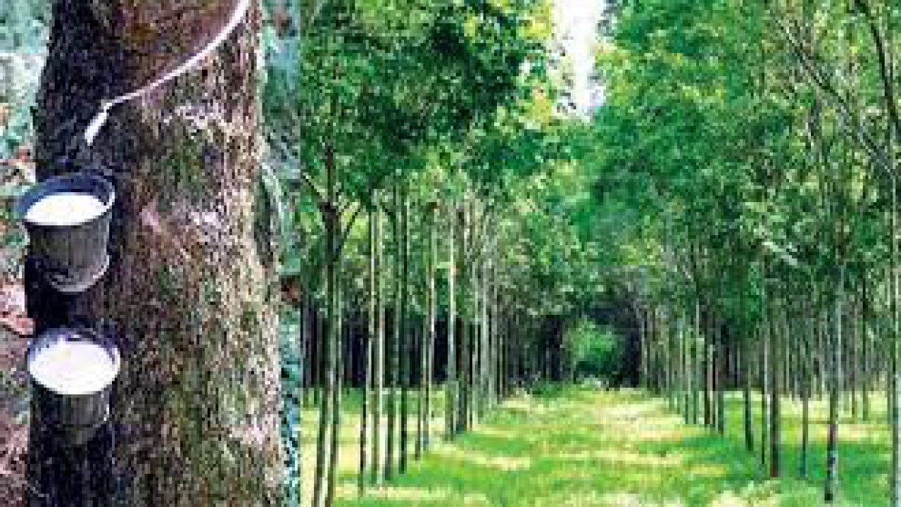 গাছের কষে জীবিকা, পাহাড়জুড়ে অর্থনীতির নতুন সম্ভাবনা